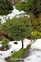 wbgarden dwarf conifers 69